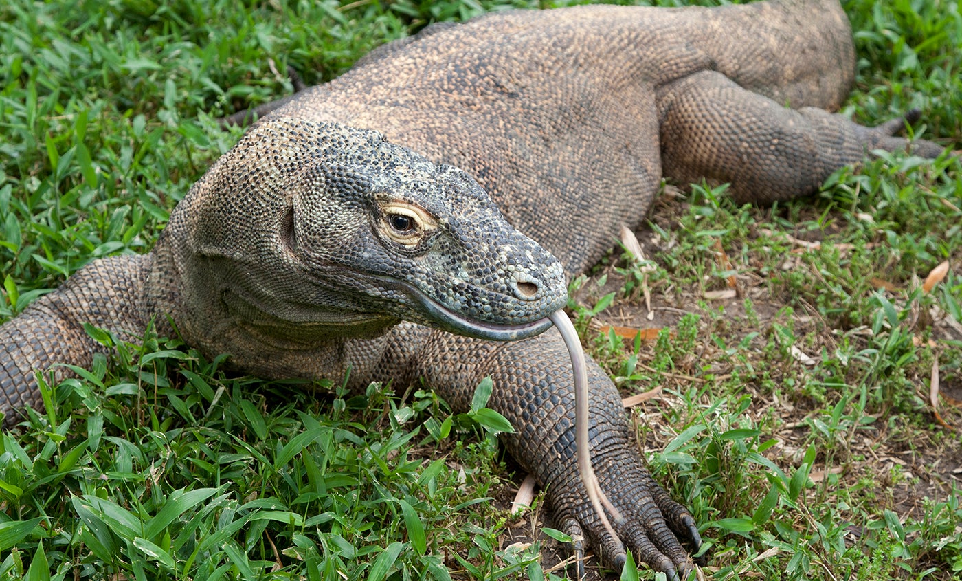 Komodo dragon | Smithsonian's National Zoo