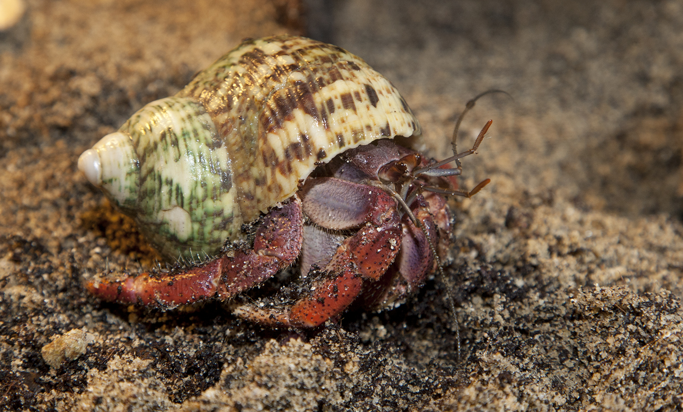 wild hermit crab care