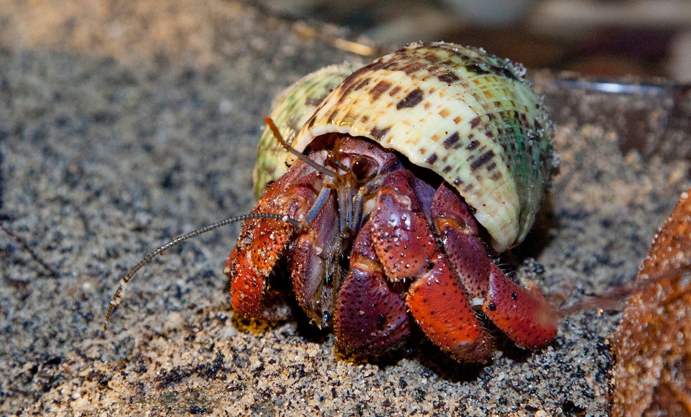 Land hermit crab | Smithsonian's National Zoo