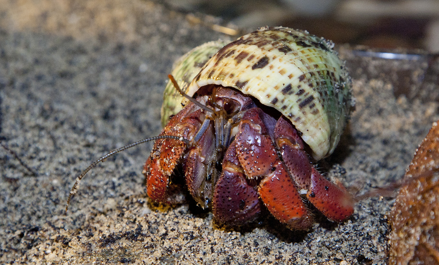 Land Hermit Crab Smithsonian s National Zoo