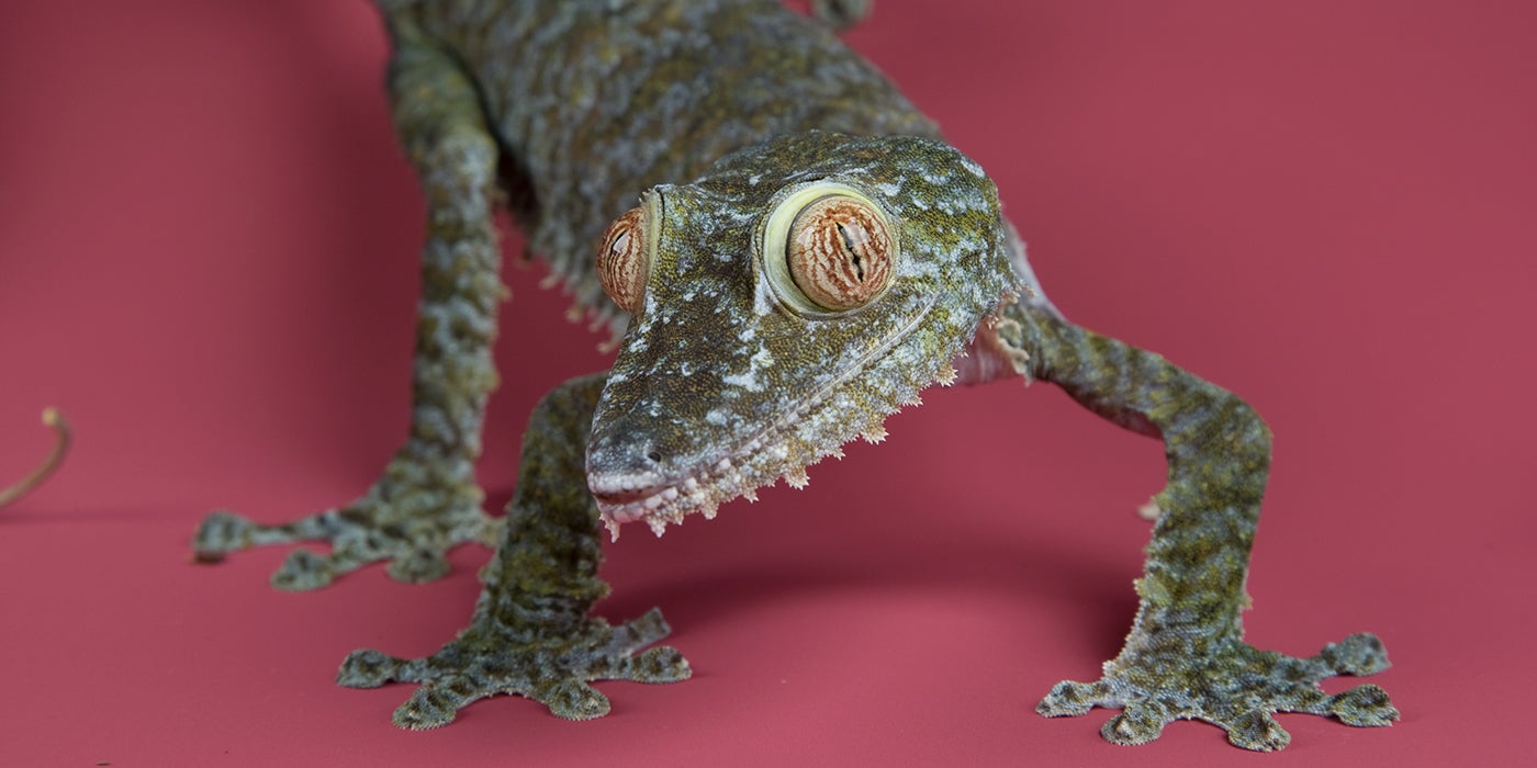 Giant leaf-tailed gecko | Smithsonian's National Zoo