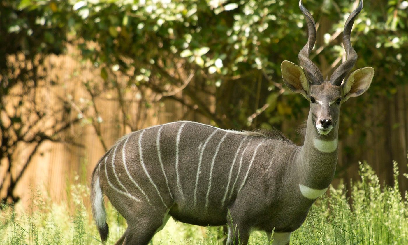 Lesser kudu | Smithsonian's National Zoo