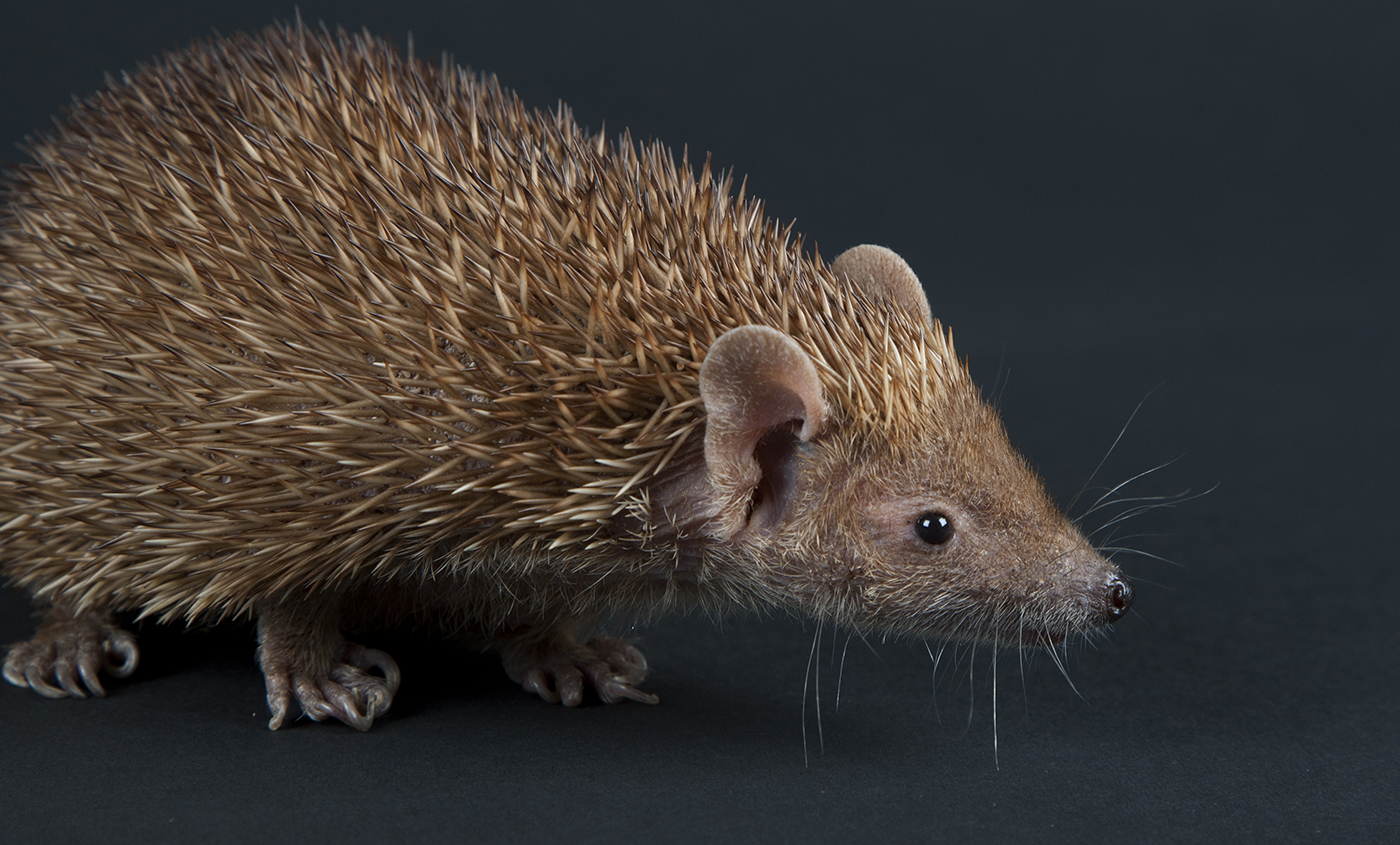 Lesser Madagascar hedgehog tenrec | Smithsonian’s National Zoo and