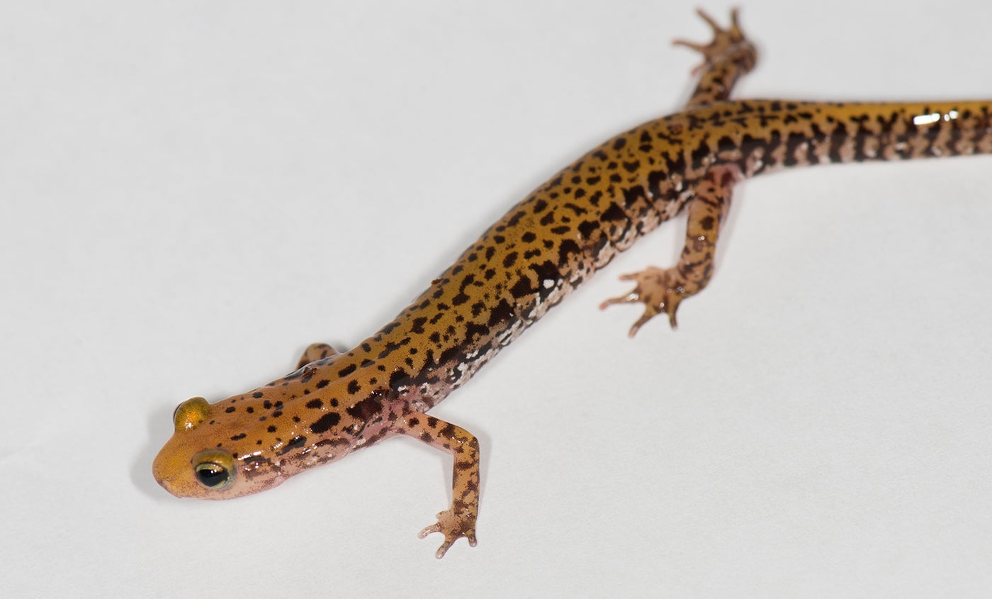 Featured Creature: Salamander | Smithsonian's National Zoo
