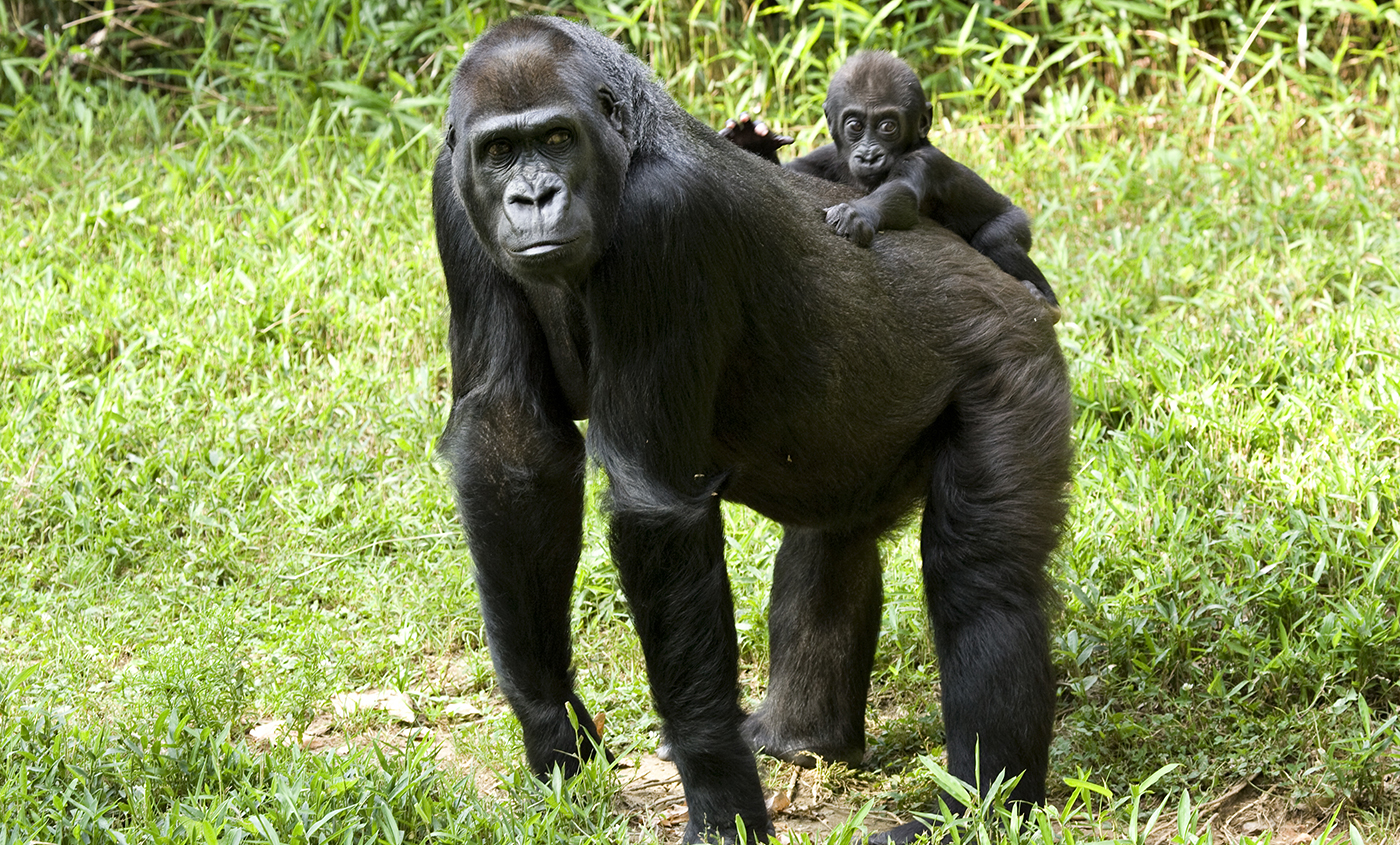 western lowland gorilla map