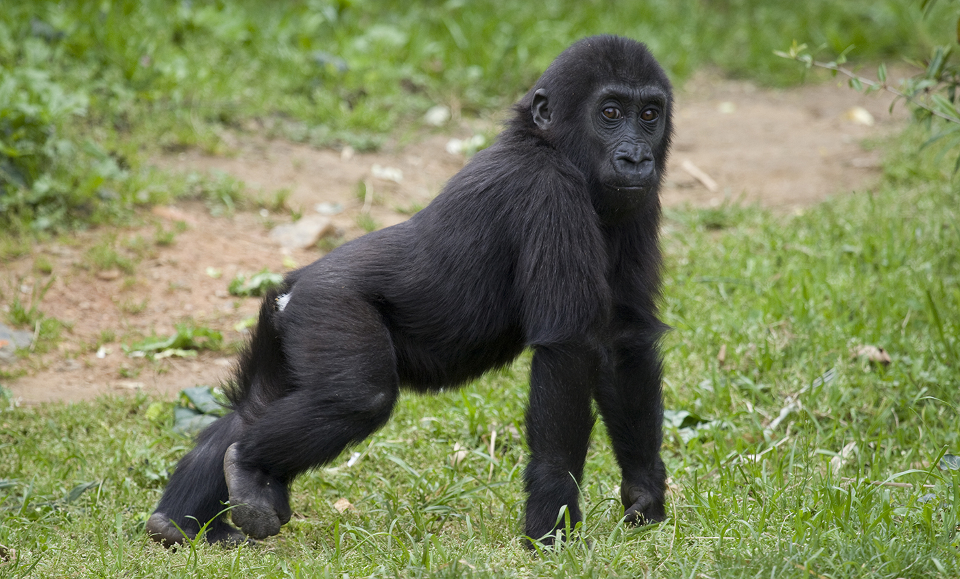 western lowland gorilla intelligence