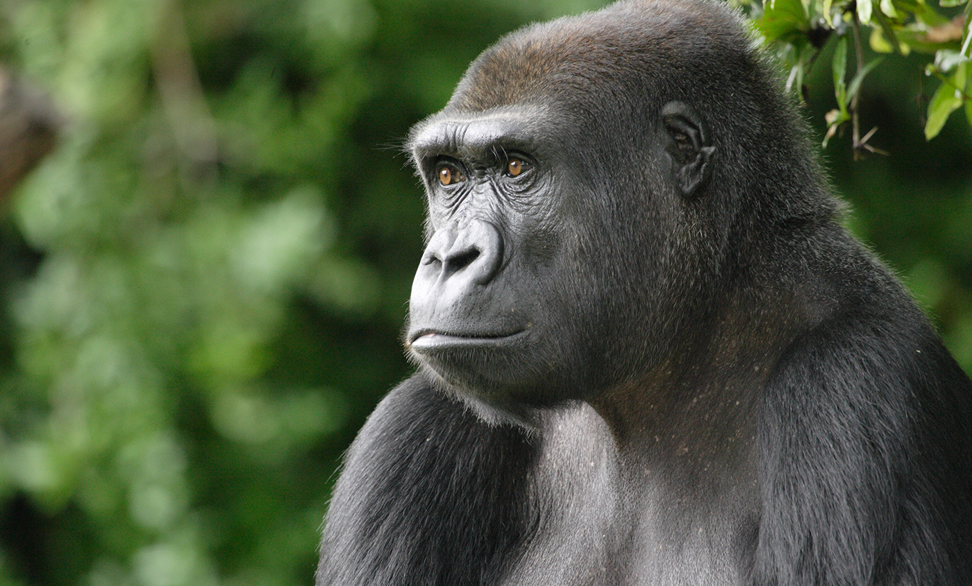 western lowland gorilla funny