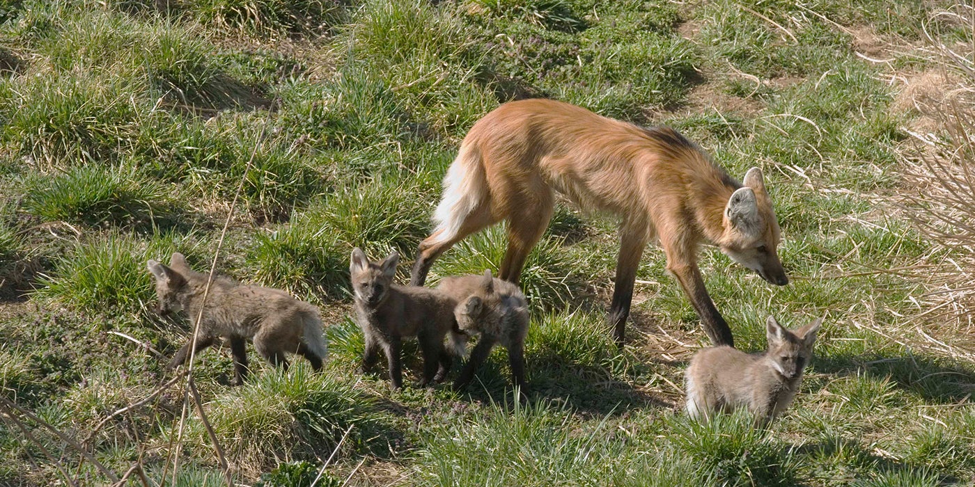 maned wolf and pups