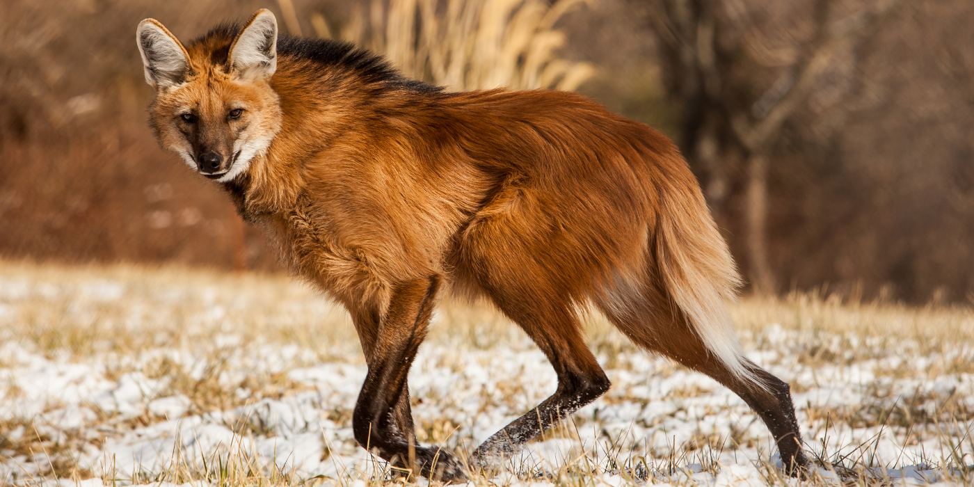 Maned wolf | Smithsonian's National Zoo