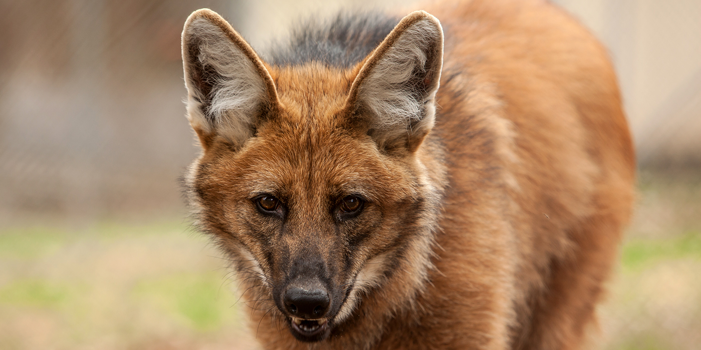 maned wolf order