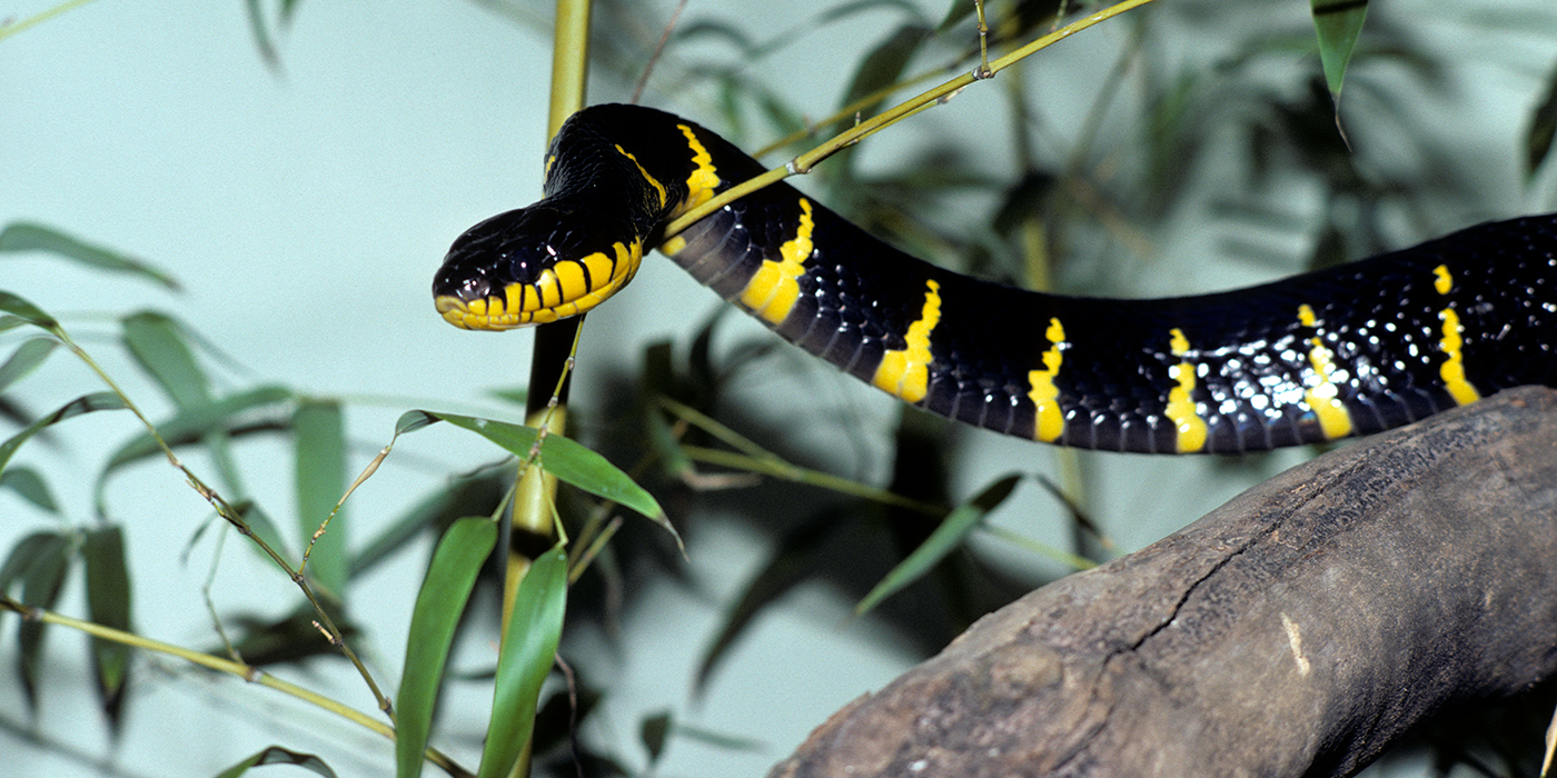 File:Yellow striped black snake.jpg - Wikipedia