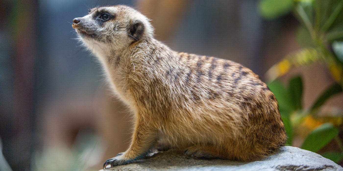 Meerkat | Smithsonian's National Zoo