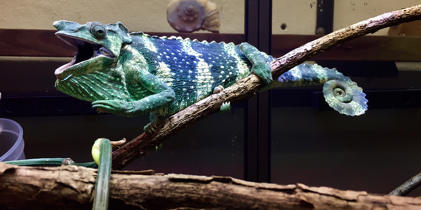 Meller's chameleon  Smithsonian's National Zoo and Conservation