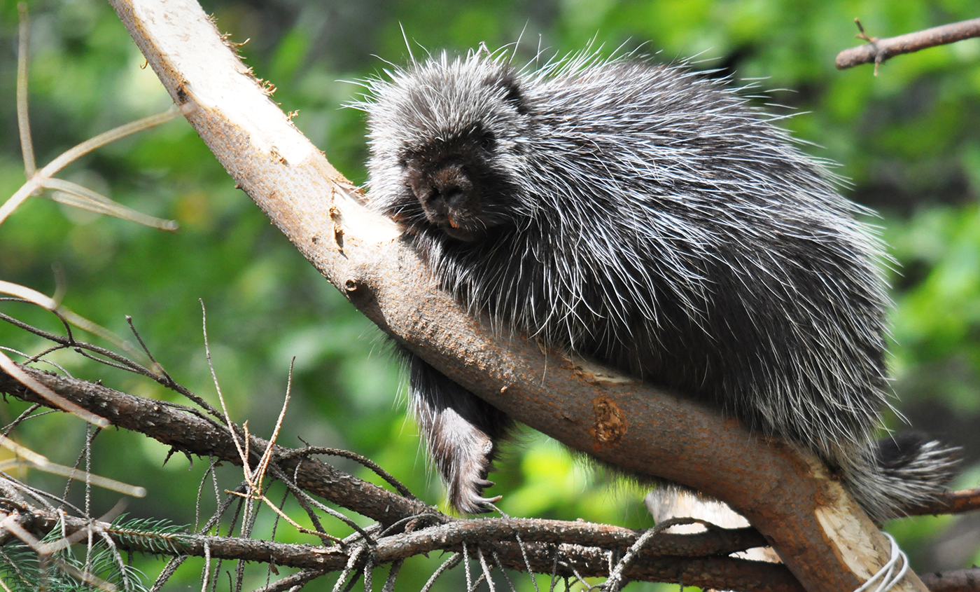North American porcupine | Smithsonian's National Zoo