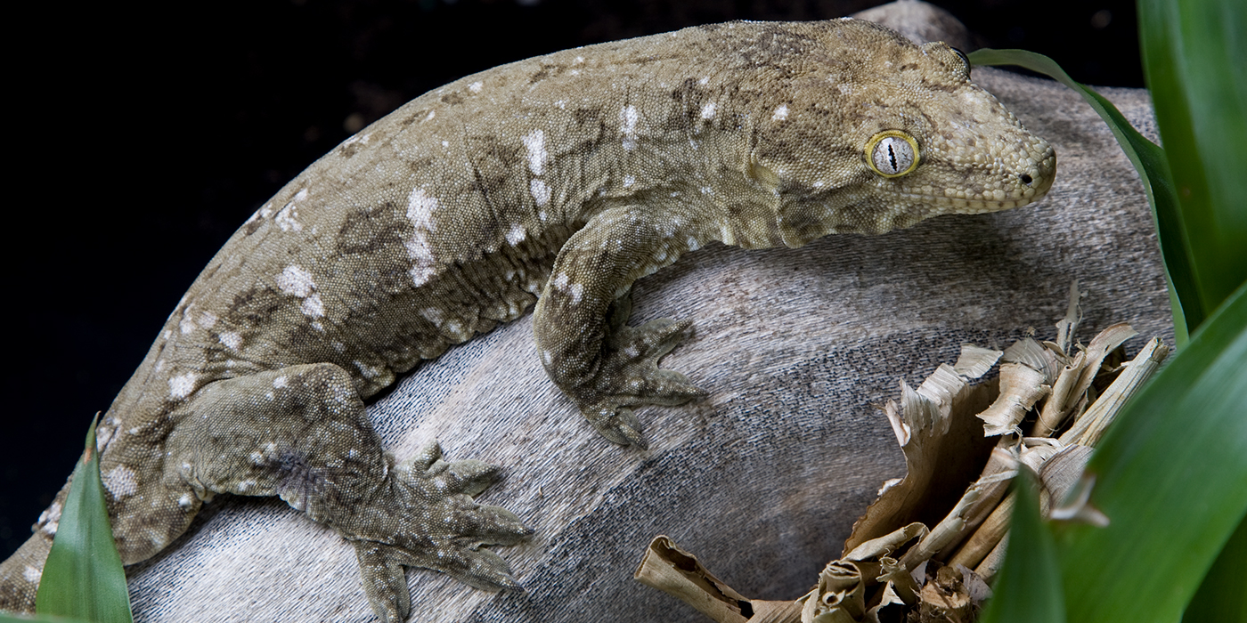 New Caledonian gecko | Smithsonian's National Zoo