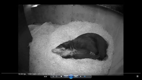 andean bear cub cam screen grab