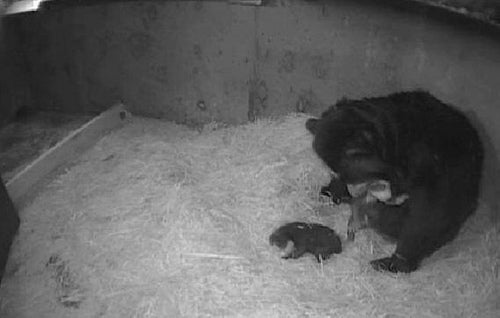 Andean bear cub cam screen shot of mom craddling cub while other cub sleeps