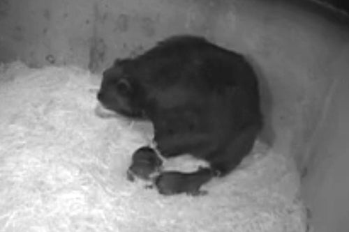 andean bear cub cam screen shot of den with mother and cubs