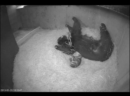 Andean bear cub cam screen shot of mom and cubs sleeping