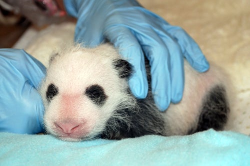 giant panda cub gets examined 