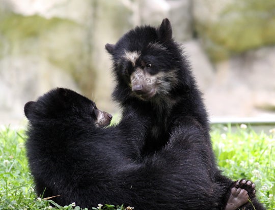 Andean bear cubs wrestling