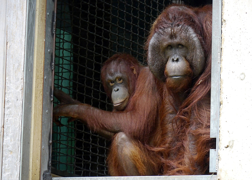 Orangutan Update | Smithsonian's National Zoo