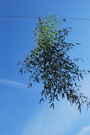 zipline tree branches hanging