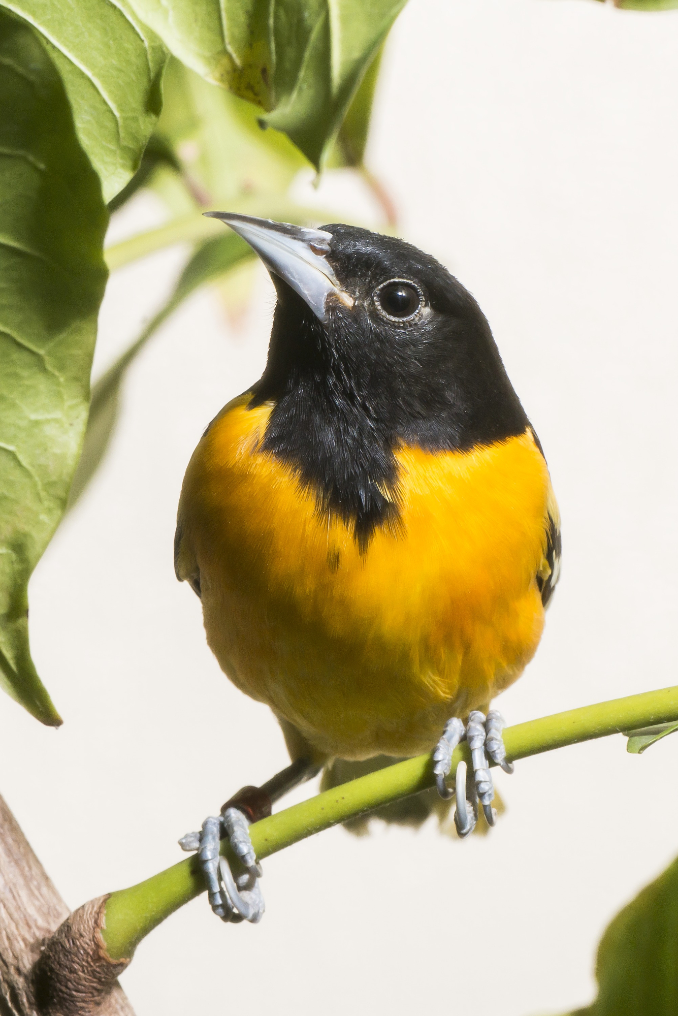 Baltimore Oriole - American Bird Conservancy