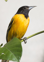 Baltimore Oriole  Missouri Department of Conservation