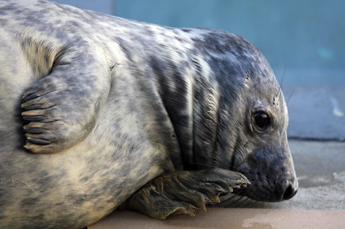 seal pup lays on side, close-up 