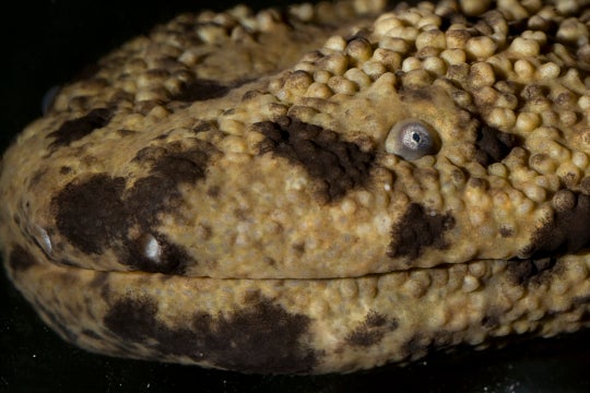 tan and black face of a Japanese giant salamander.