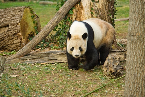 Giant panda near fallen logs