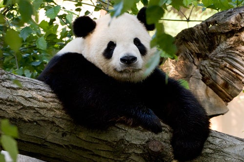 Tian Tian the giant panda