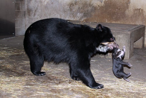 Andean bear Billie Jean carrying cub