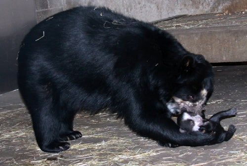Andean bear Billie Jean carrying cub