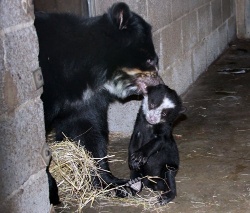 Billie Jean and cub, Andean bear mother carries cub in her mouth