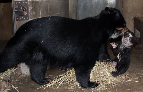 Andean bear mother carries cub in her mouth