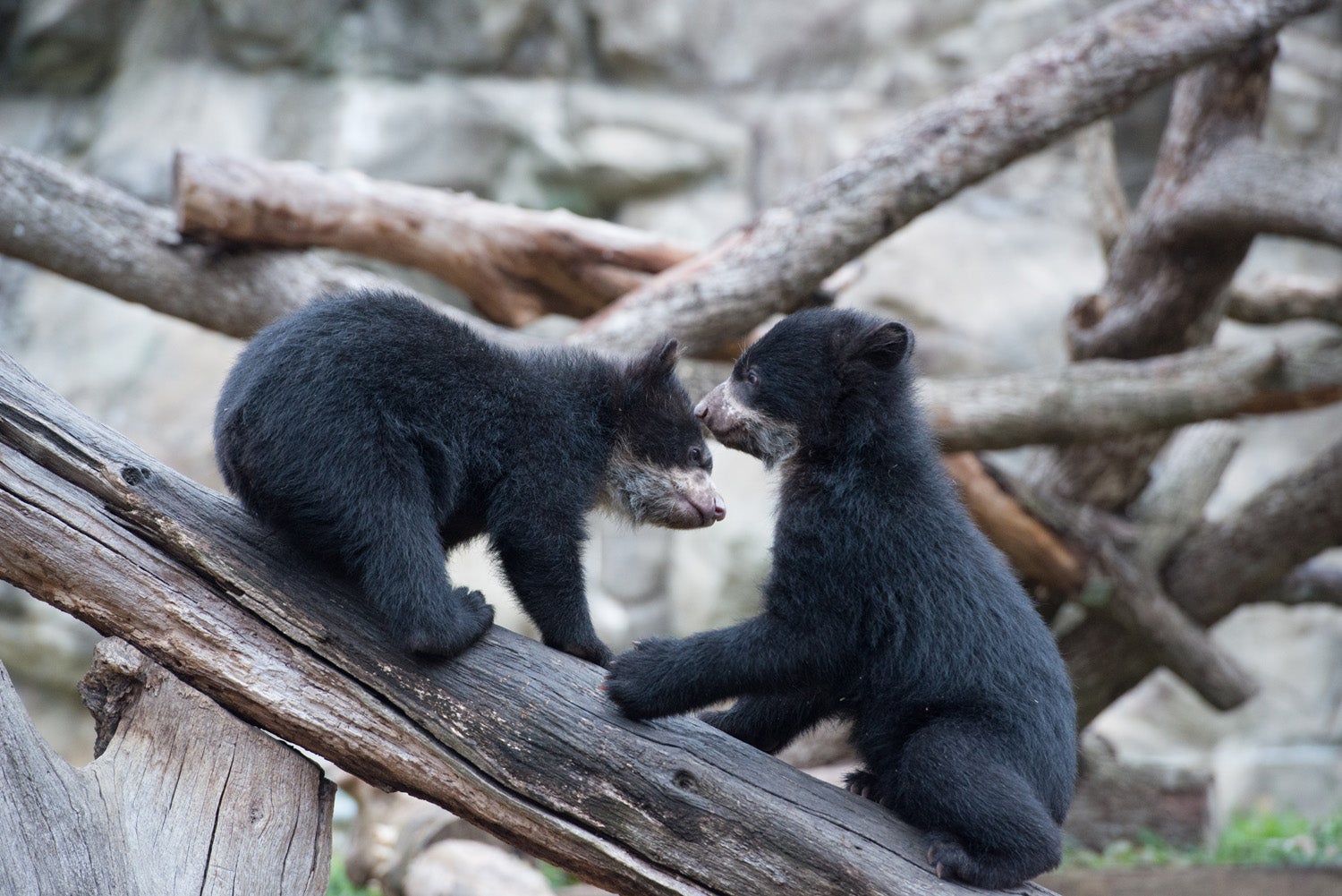 Andean bear cubs play on log