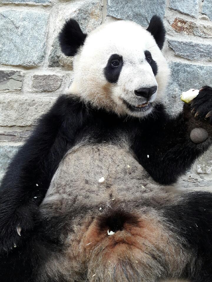 Restless Night for Bei Bei | Smithsonian's National Zoo and ...