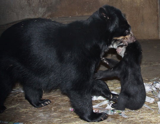 Andean bear mother carries cub in her mouth