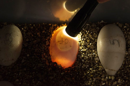 egg under incubation light with two other eggs next to it nestled in substrate