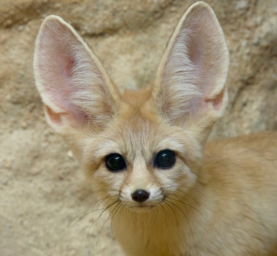 charlie fennec fox close-up 
