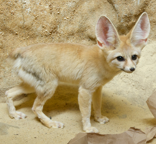 Fennec fox  Smithsonian's National Zoo