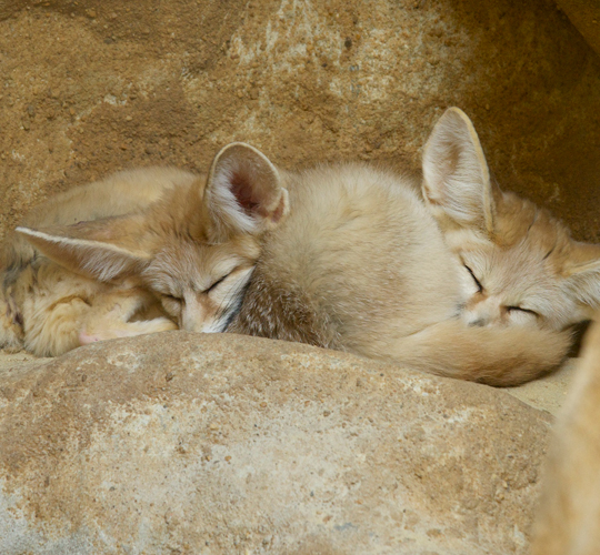 Fennec fox  Smithsonian's National Zoo