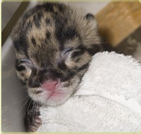 baby fishing cat wrapped in towel