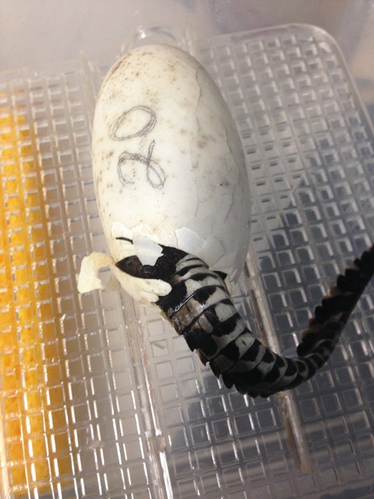 baby crocodile hatching out of egg with only the tail visible