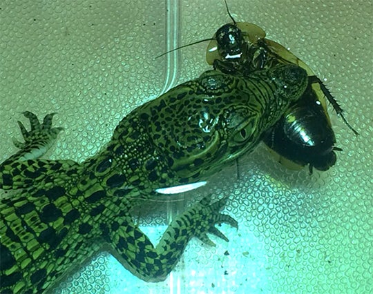 baby crocodile eating a bug