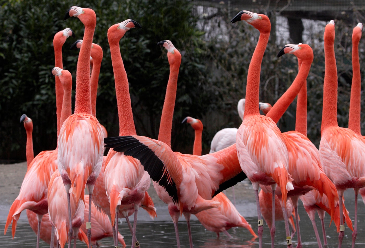 flamingos flocking, one with wings spread