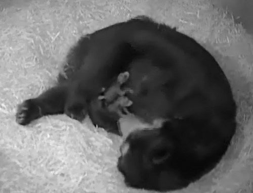 andean bear cub cam screen shot of cubs nestled on mother bear's stomach