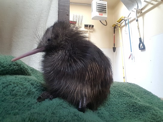 Kiwi Q A Smithsonian S National Zoo